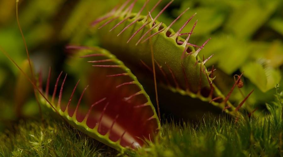 carnivorous-plant1