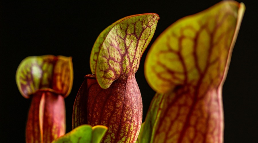 carnivorous-plant2